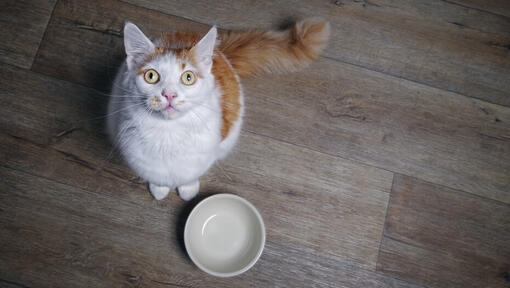 why-is-my-cat-always-hungry-feeding-advice-purina